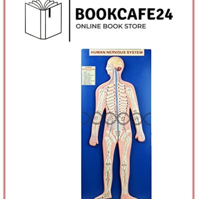 MODEL NERVOUS SYSTEM ON BOARD